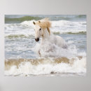 Suche nach ellen poster Pferd