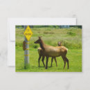 Suche nach crossing karten Hirsche