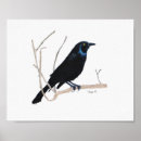 Suche nach amsel poster Krähe
