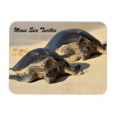 Suche nach honu magnete Meeresleben