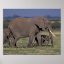 Suche nach stoßzahn poster Elefant