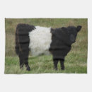 Suche nach galloway Kalb