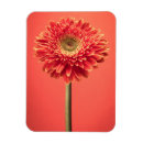Suche nach roter gerbera magnete Gänseblümchen
