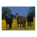 Suche nach thoroughbred postkarten Gruppe