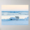 Suche nach polar bear poster Eis
