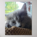 Suche nach fell poster Kitty