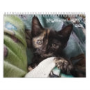 Suche nach meow kalender Kätzchen