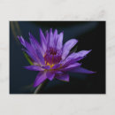 Suche nach lila wasserlilie postkarten Teich