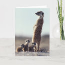 Suche nach tierfamilie karten Wild lebende tiere