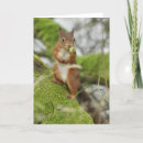 Suche nach rotes eichhörnchen karten Rothörnchen