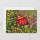 Suche nach garten postkarten Sommer