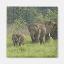 Suche nach indischer elefant magnete Elephas maximus