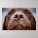 Suche nach schokolade labrador poster Haustier