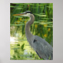 Suche nach herde poster Vögel