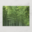 Suche nach bamboo postkarten Baum