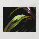 Suche nach frosch foto postkarten Fotografie