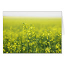 Suche nach canola Natur