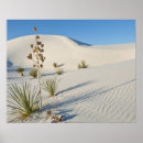 Suche nach yucca poster Düne