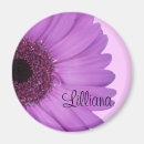 Suche nach gerbera magnete Fotografie