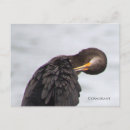 Suche nach kormoran postkarten Vögel