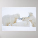 Suche nach baby eisbären poster Weißbär