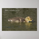 Suche nach gans poster Vögel