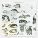 Suche nach zoologie aufkleber Englisch