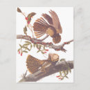 Suche nach vogelbilder postkarten Für alle