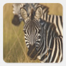 Suche nach masai aufkleber Afrika