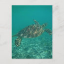 Suche nach meeresschildkröte postkarten Für alle