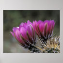 Suche nach igel poster Blume