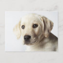 Suche nach labrador welpe postkarten Natur