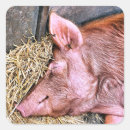 Suche nach schwein niedlich aufkleber Jede person