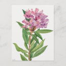 Suche nach lila wasserlilie postkarten Botanisch