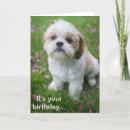 Suche nach shih tzu geburtstag karten Lustig