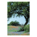 Suche nach texas landschaft poster Blüte