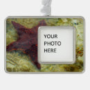 Suche nach unterwasser ornamente Jede person