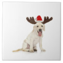 Suche nach geweih fliesen Tier