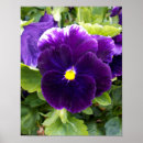 Suche nach panik kunst Blume