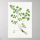 Suche nach vintage illustrationen poster Botanisch