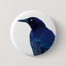 Suche nach krähe buttons Vogel