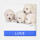 Suche nach labrador welpe magnete Retriever