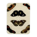 Suche nach insekten magnete Schmetterling
