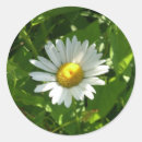 Suche nach kamille aufkleber Sommer