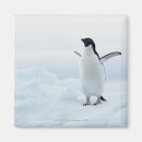 Suche nach adelie pinguin magnete Pinguine