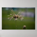 Suche nach blumendruck poster Fotografie