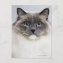 Suche nach ragdoll katze postkarten Niedlich