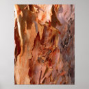 Suche nach barke poster Baum