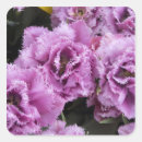 Suche nach keukenhof aufkleber Blume