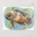 Suche nach oscar postkarten Cichlid